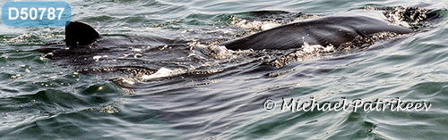 Giant Manta Ray (Mobula birostris)